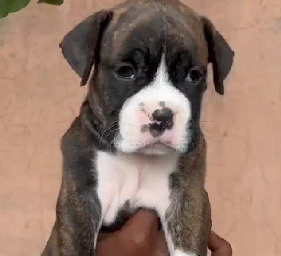 Order Female Boxer Puppy from Goa